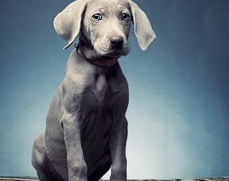 Exercising Your Weimaraner