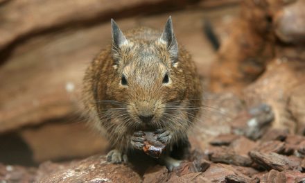 Locating Your Pet Degu: Shop Or Adopt?