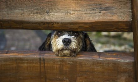Choosing the Best Wireless Dog Fence Guide