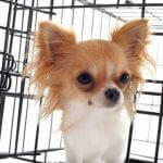The Best Dog Crates | A Guide For Dog Owners