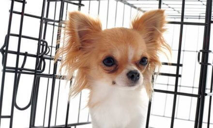 The Best Dog Crates | A Guide For Dog Owners