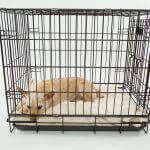 Best Dog Crate For Your Dog
