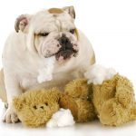 The Quest for a Truly Indestructible Dog Toy