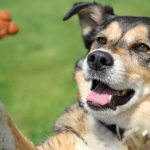 Healthy Dog Treats That Will Make Your Pup Go “Woof!”