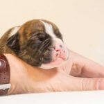 How Long are Dogs Pregnant For?