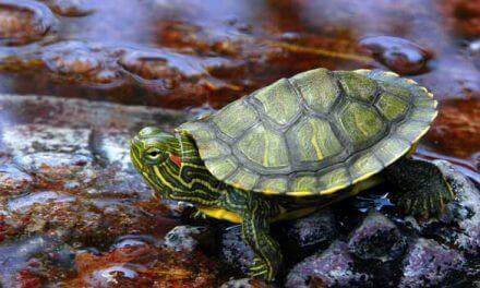 Caring For Your Red-Eared Slider Turtle