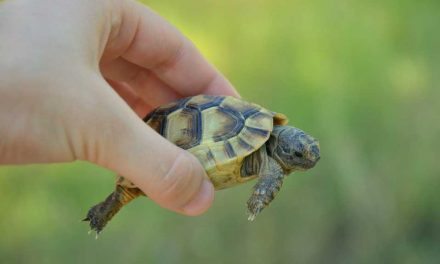 All About North American Box Turtles