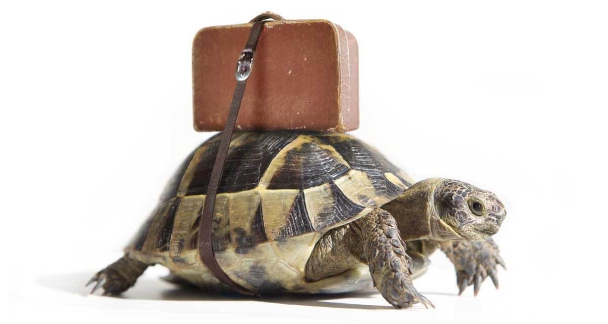 Tips for Traveling with your Box Turtle