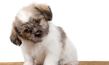 How To Potty Train A Puppy In An Apartment