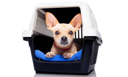 Choose The Right Crate Size For Your Dog | A Simple Guide