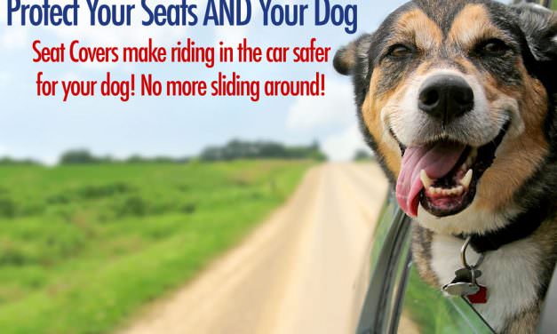 Best Dog Car Seat Covers for 2016