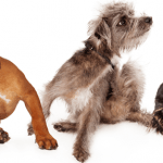 10 Things You Need To Prevent Your Dog From Getting Fleas