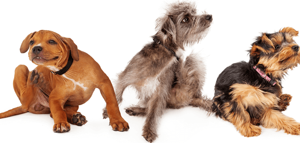 10 Things You Need To Prevent Your Dog From Getting Fleas