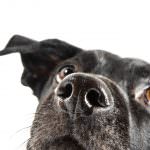 Great Outdoor Dog Kennel Flooring Ideas