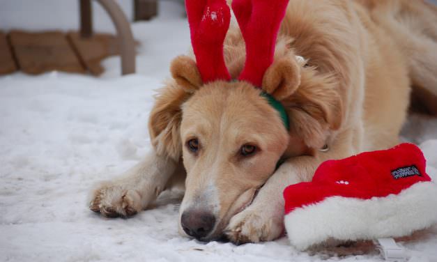 10 Great Gifts For Dog Lovers