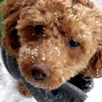 Keeping Your Dog Warm: Kennel Floor Heaters And Other Options