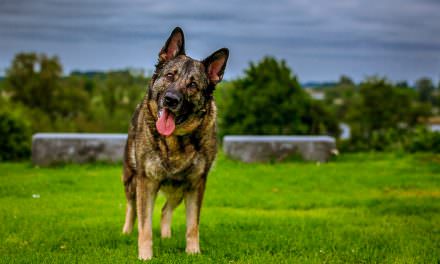8 Great Toys For German Shepherd Dogs
