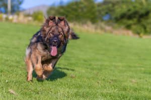 Stop Your Dog From Barking